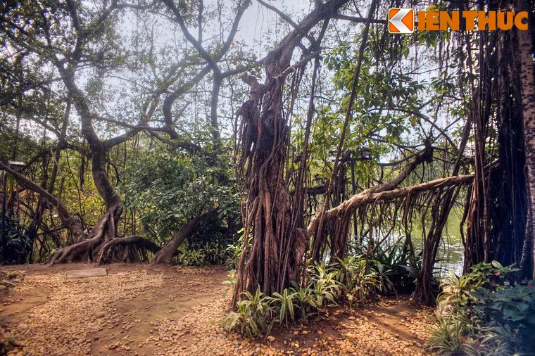 Ngoài các công trình kiến trúc, vẻ đẹp của đền Ngọc Sơn còn được tôn lên bởi rất nhiều cây cổ thụ bao quanh khuôn viên.