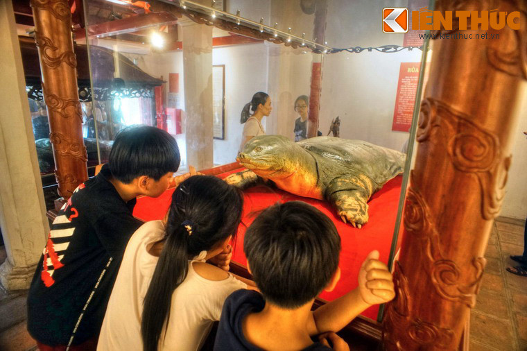 Một gian chái của đền là nơi trưng bày hai tiêu bản rùa Hồ Gươm, sinh vật đặc biệt quý hiếm gắn liền với những giai thoại huyền bí về chuyện vua Lê Lợi trả gươm cho Rùa Thần. Tiêu bản bên ngoài là của “cụ” Rùa chết năm 1967, còn tiêu bản bên trong của “cụ” Rùa chết năm 2016.