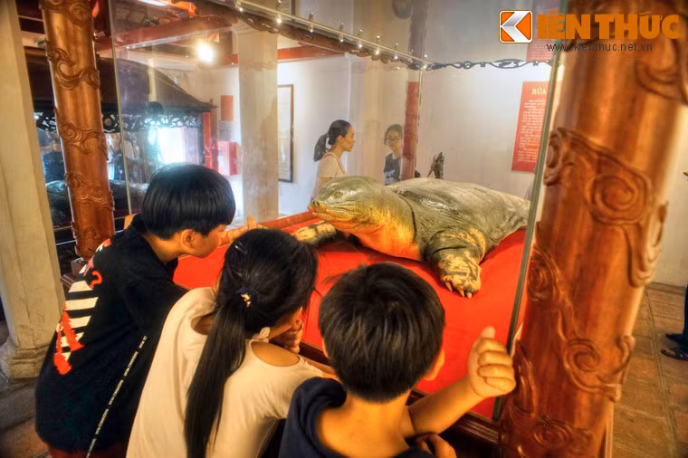 Một gian chái của đền là nơi trưng bày hai tiêu bản rùa Hồ Gươm, sinh vật đặc biệt quý hiếm gắn liền với những giai thoại huyền bí về chuyện vua Lê Lợi trả gươm cho Rùa Thần. Tiêu bản bên ngoài là của “cụ” Rùa chết năm 1967, còn tiêu bản bên trong của “cụ” Rùa chết năm 2016.