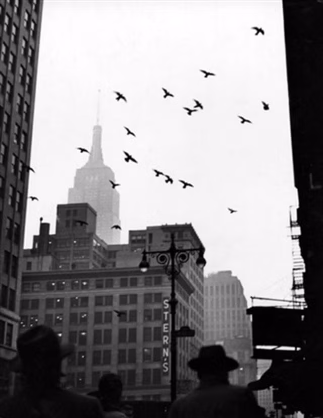 Đàn bồ câu bay trên bầu trời, phía xa là tòa nhà Stern, 1946.