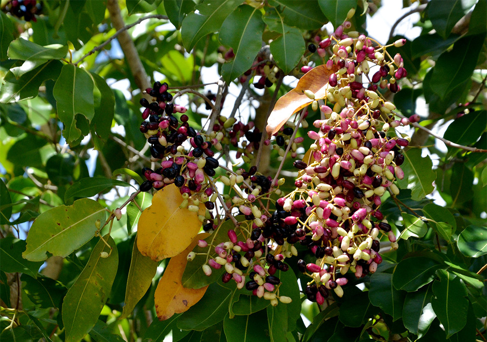 Trái trâm rừng ở Bảy Núi