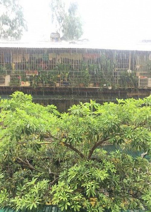 Sau những ngày nắng nóng, với nhiều người dân Thủ đô, đây thực sự là một cơn mưa "vàng". (Ảnh: Hương Sam)