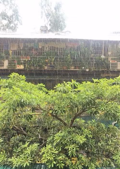 Sau những ngày nắng nóng, với nhiều người dân Thủ đô, đây thực sự là một cơn mưa "vàng". (Ảnh: Hương Sam)