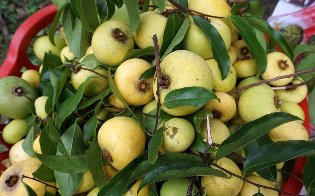 Ở Bảy Núi, cây thị mọc tự nhiên rải rác nhiều nơi. Tháng 8, không khó để bắt gặp những cây thị cho trái chín vàng, căng mọng, hương thơm phảng phất...