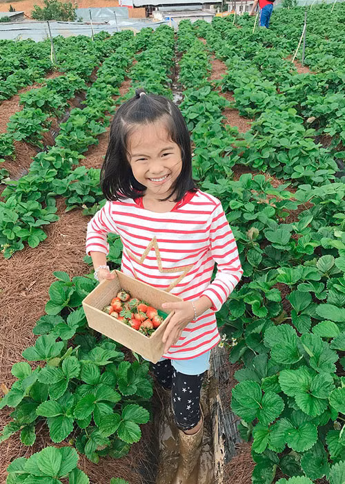Con gái Lý Phương Châu - Lâm Vinh Hải đi hái dâu là một trong những tin tức sao Việt trong ngày 25/7.