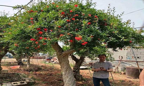 Cây lựu hạnh trên 100 tuổi được trả tới 3,5 tỷ đồng.