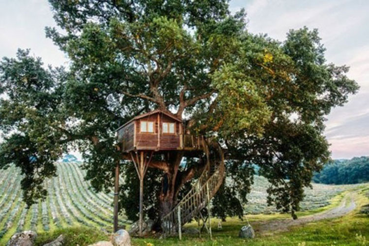 Ngôi nhà này nằm trên một chiếc cây lớn với độ cao 7m so với mặt đất. Trên căn nhà, bạn vừa có thể hóng mát, vừa có thể ngắm khung cảnh đẹp đằng xa.