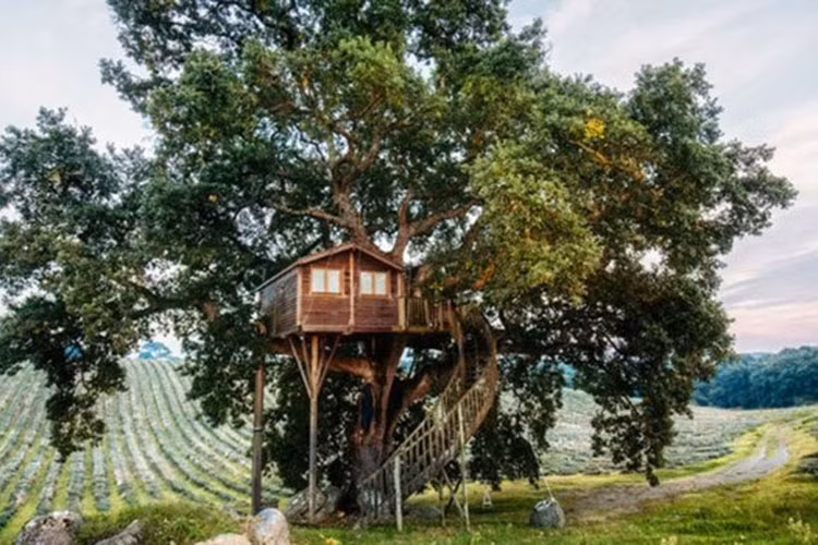 Ngôi nhà này nằm trên một chiếc cây lớn với độ cao 7m so với mặt đất. Trên căn nhà, bạn vừa có thể hóng mát, vừa có thể ngắm khung cảnh đẹp đằng xa.
