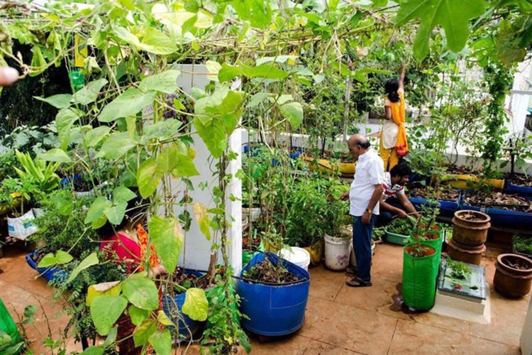 Anh Ravi rất vui vì sau 2 năm trồng cây, làm vườn, hiện tại khu vườn ấy đã trở nên đẹp hơn, tươi tốt hơn. Anh luôn chọn cách trồng cây hữu cơ, anh sử dụng chất thải hữu cơ, tạo phân bón từ rác nhà bếp để bón cho cây trồng. Đồng thời, anh bố trí cây trồng theo từng khu vực cụ thể, phù hợp với điều kiện thời tiết để cây được tươi tốt hơn. Khu vườn nhỏ ấy cũng vì thế trồng được nhiều cây hơn.