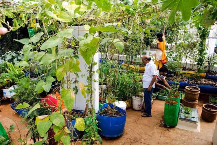 Anh Ravi rất vui vì sau 2 năm trồng cây, làm vườn, hiện tại khu vườn ấy đã trở nên đẹp hơn, tươi tốt hơn. Anh luôn chọn cách trồng cây hữu cơ, anh sử dụng chất thải hữu cơ, tạo phân bón từ rác nhà bếp để bón cho cây trồng. Đồng thời, anh bố trí cây trồng theo từng khu vực cụ thể, phù hợp với điều kiện thời tiết để cây được tươi tốt hơn. Khu vườn nhỏ ấy cũng vì thế trồng được nhiều cây hơn.