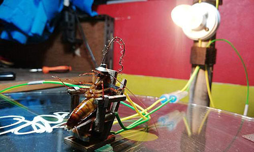 Con gián xấu số bị hành quyết trên ghế điện.