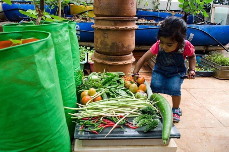 Anh Ravi trồng chủ yếu là ray nhiệt đới, các loại rau xanh phục vụ bữa ăn hàng ngày. Gia đình anh cũng nhờ thế không mấy khi phải mua rau ở siêu thị. Anh rất vui vì khoảng sân thượng nhỏ luôn là nơi mọi người thích chăm sóc, tưới cây, ngắm nghía vào sáng sớm thức dậy, thu hoạch rau vào mỗi chiều đi làm về. Mùa hè dù bên ngoài có nắng nóng đến đâu, ngôi nhà anh vẫn giảm nhiệt một cách tốt nhất nhờ khu vườn trên sân thượng này.