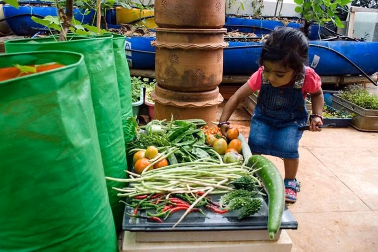 Anh Ravi trồng chủ yếu là ray nhiệt đới, các loại rau xanh phục vụ bữa ăn hàng ngày. Gia đình anh cũng nhờ thế không mấy khi phải mua rau ở siêu thị. Anh rất vui vì khoảng sân thượng nhỏ luôn là nơi mọi người thích chăm sóc, tưới cây, ngắm nghía vào sáng sớm thức dậy, thu hoạch rau vào mỗi chiều đi làm về. Mùa hè dù bên ngoài có nắng nóng đến đâu, ngôi nhà anh vẫn giảm nhiệt một cách tốt nhất nhờ khu vườn trên sân thượng này.