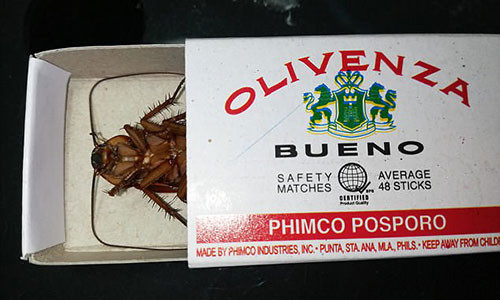 Xác gián sau đó được bỏ bao diêm.