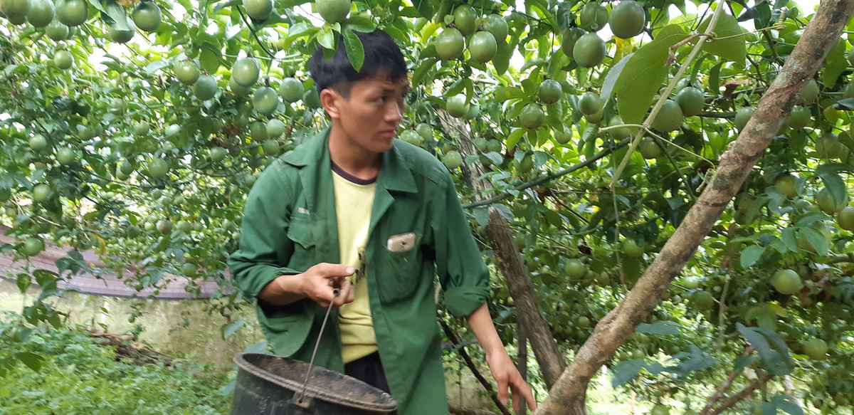 Anh Của thu hoạch chanh leo.