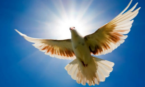 Hòa bình là ý nghĩa lớn nhất của loài chim bồ câu. Luôn biết tìm đường về đúng ngôi nhà của mình nên chim bồ câu còn tượng trưng cho lòng trung thành và biểu tượng của hạnh phúc. Ảnh: FBCovers.