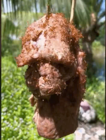 Miếng thịt càng nóng thơm, càng kích thích lũ kiến. Ảnh Internet