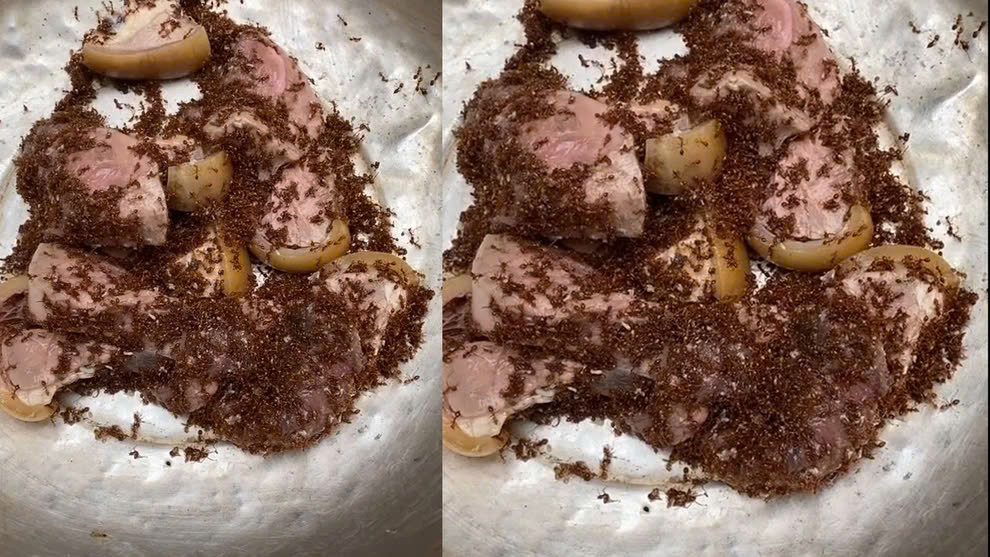 Sau đó chọc cho lũ kiến trong tổ bung ra, bâu kín miếng thịt. Ảnh Internet