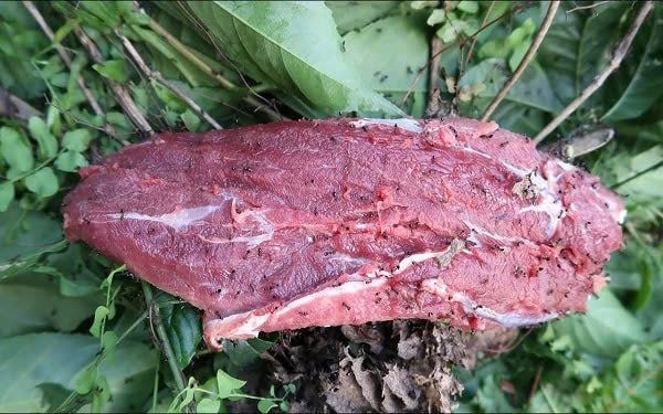 Để làm món thịt bò kiến đốt, người dân Tam Đảo cắt từng mảng thịt còn nóng hổi của con bò mới mổ, đem treo ngay cạnh các tổ kiến trên cây rừng. Ảnh Internet