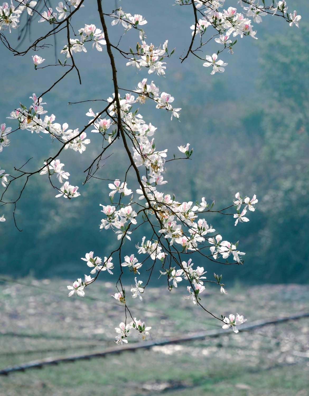 Những cánh hoa ban trắng muốt, mềm mại nở thành chùm, tỏa hương thơm ngọt ngào khắp không gian, khiến lòng người như bị cuốn hút vào vẻ đẹp dịu dàng ấy. Ảnh Blog Của Rọt