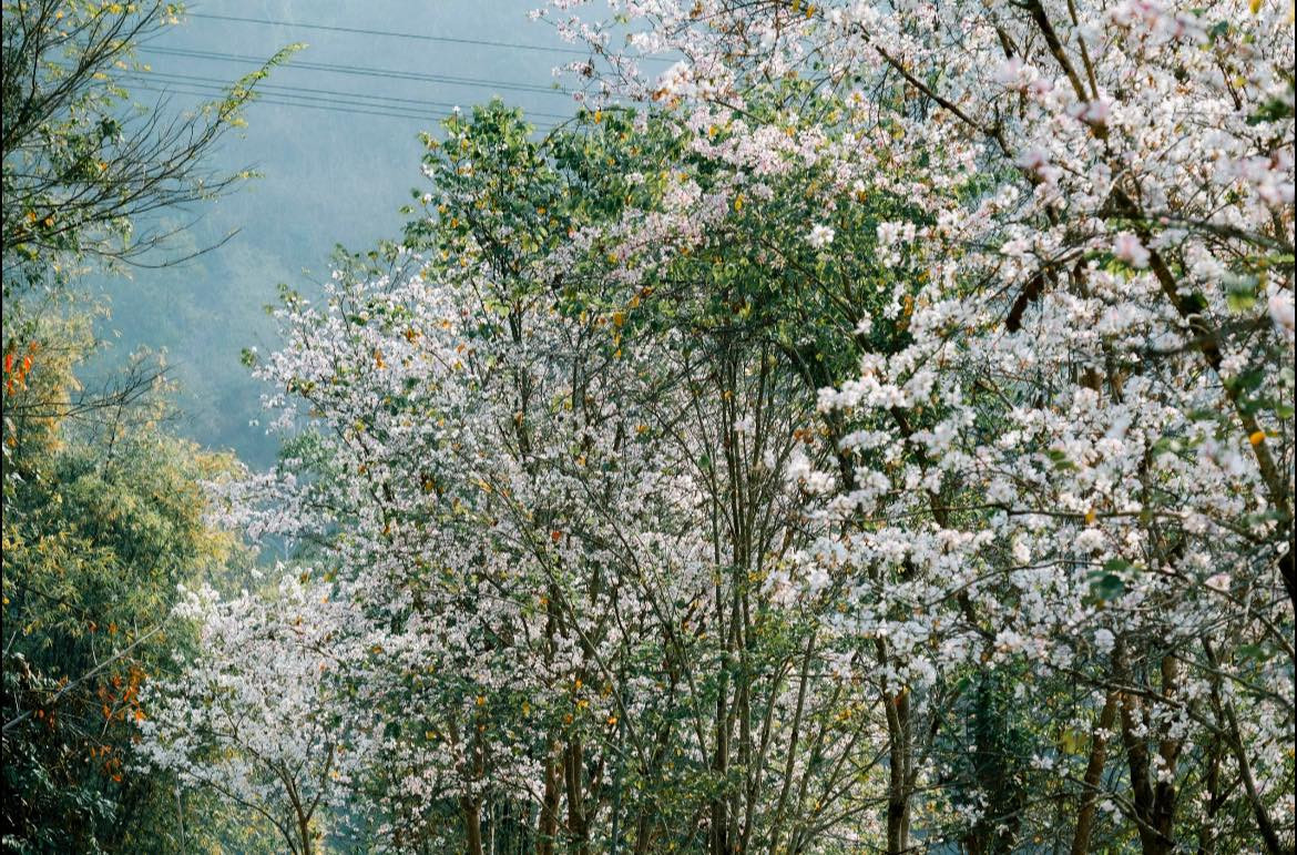 Trong truyền thuyết, hoa ban là biểu tượng cho tình yêu son sắt của nàng Ban và chàng Khum, một câu chuyện tình cảm động đã trở thành nguồn cảm hứng cho biết bao thế hệ.