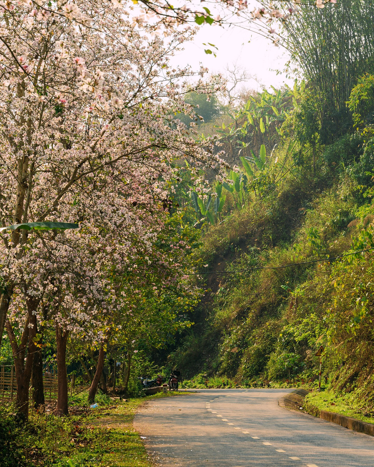 Mùa ban trắng ở Nà Sự (huyện Điện Biên, tỉnh Điện Biên) chính là một món quà tuyệt vời mà thiên nhiên ban tặng cho mảnh đất này. Ảnh Internet