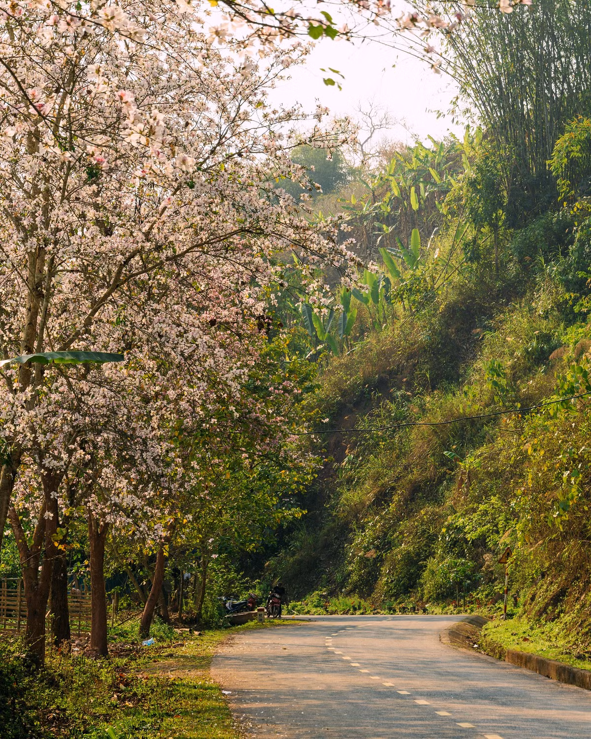 Mùa ban trắng ở Nà Sự (huyện Điện Biên, tỉnh Điện Biên) chính là một món quà tuyệt vời mà thiên nhiên ban tặng cho mảnh đất này. Ảnh Internet