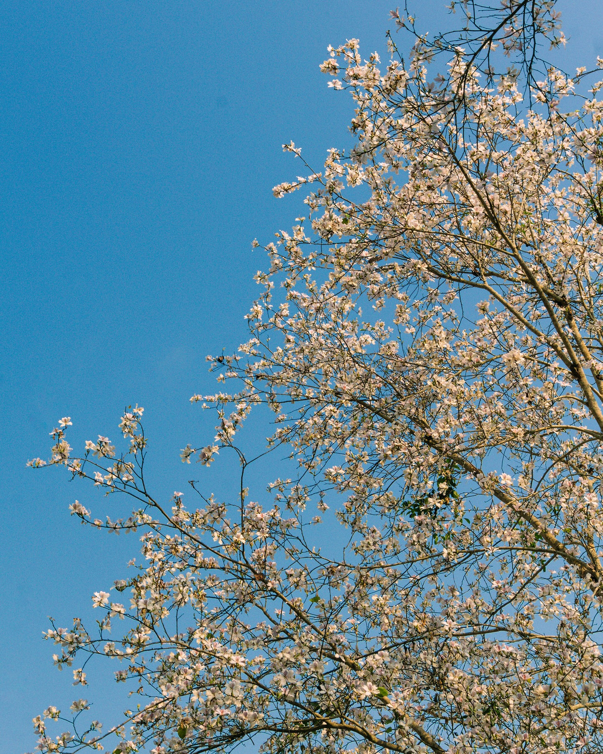 Đến với Nà Sự, du khách như lạc vào một thế giới khác, nơi thời gian dường như chậm lại, để người ta có thể tận hưởng từng khoảnh khắc yên bình và tĩnh lặng. Ảnh Internet