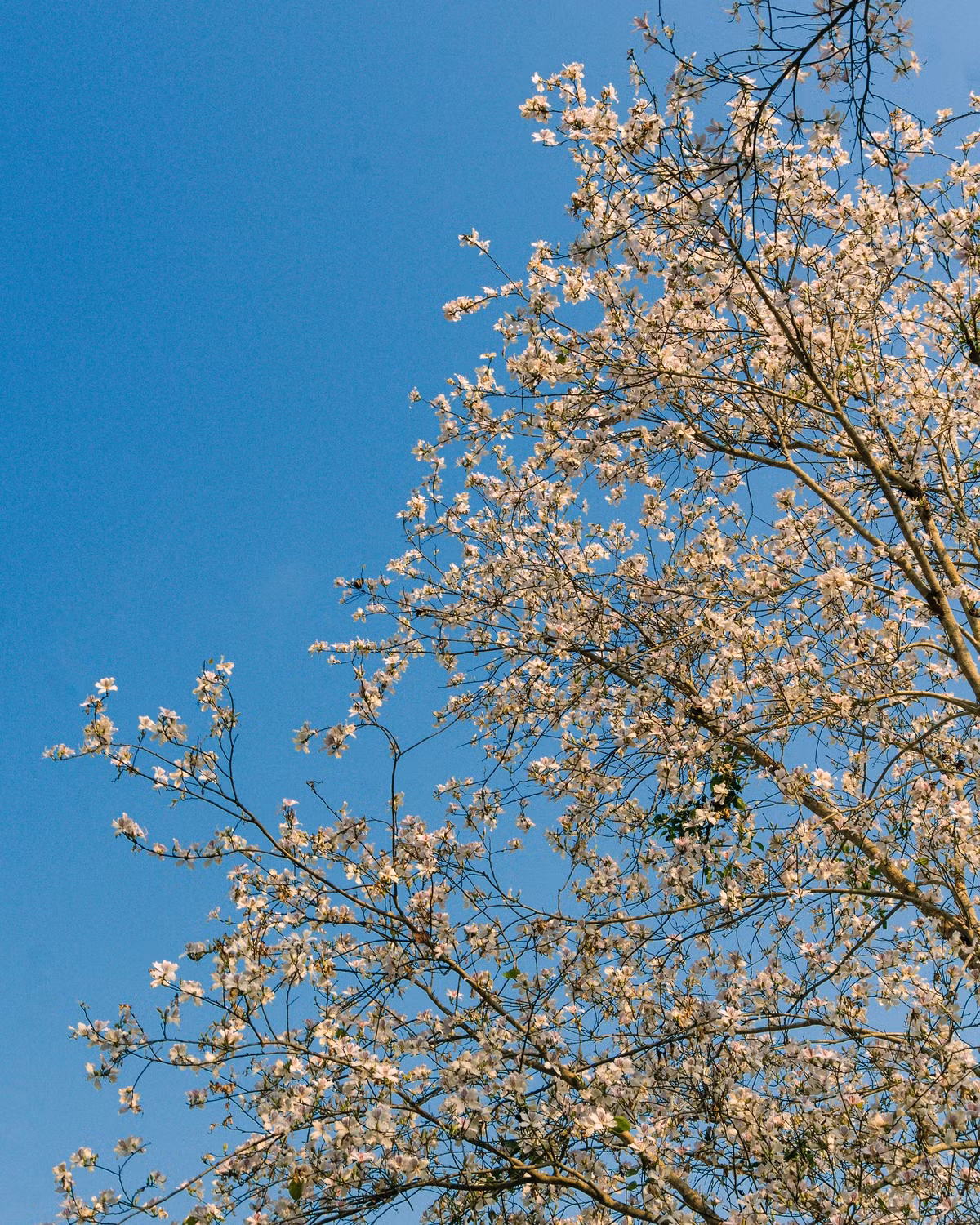 Đến với Nà Sự, du khách như lạc vào một thế giới khác, nơi thời gian dường như chậm lại, để người ta có thể tận hưởng từng khoảnh khắc yên bình và tĩnh lặng. Ảnh Internet