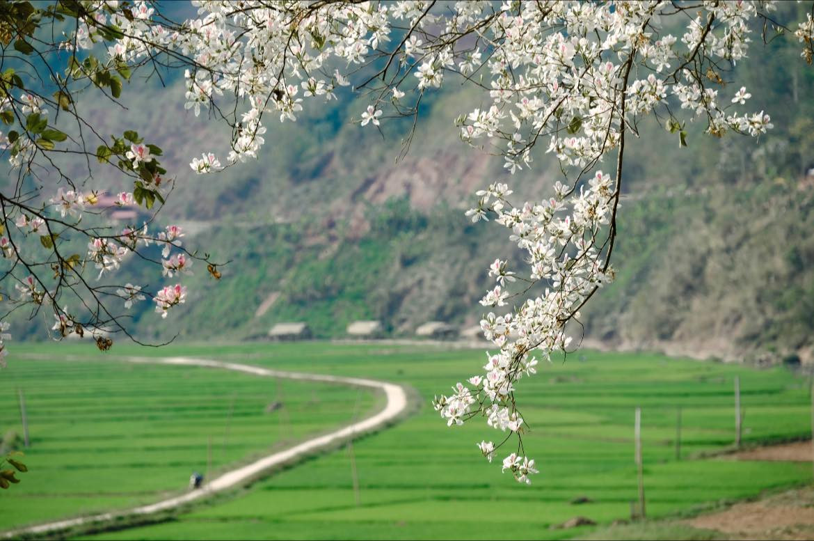 Hoa ban trắng trong ánh sáng sớm tạo nên những bức tranh thiên nhiên tuyệt đẹp, đầy thơ mộng. Ảnh Internet