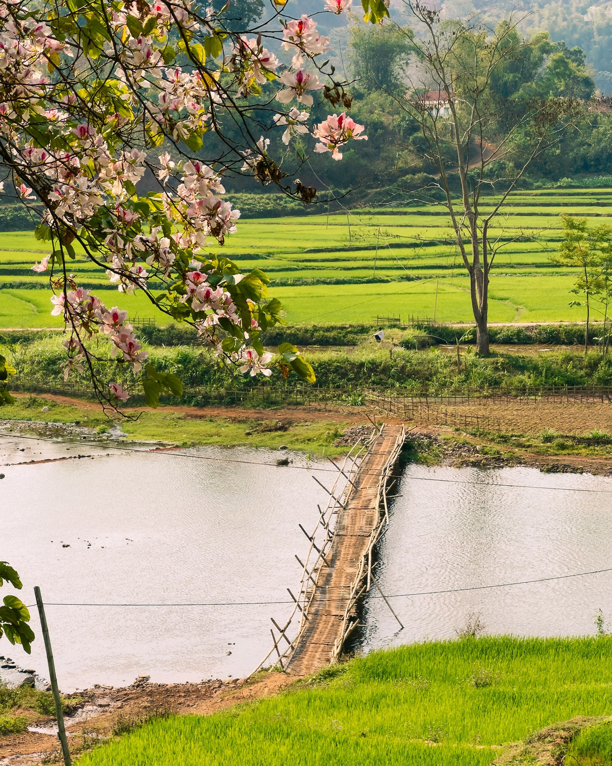 Hoa ban trắng muốt, có khi pha chút hồng tím nhẹ nhàng, tạo nên khung cảnh nên thơ và yên bình. Ảnh Internet