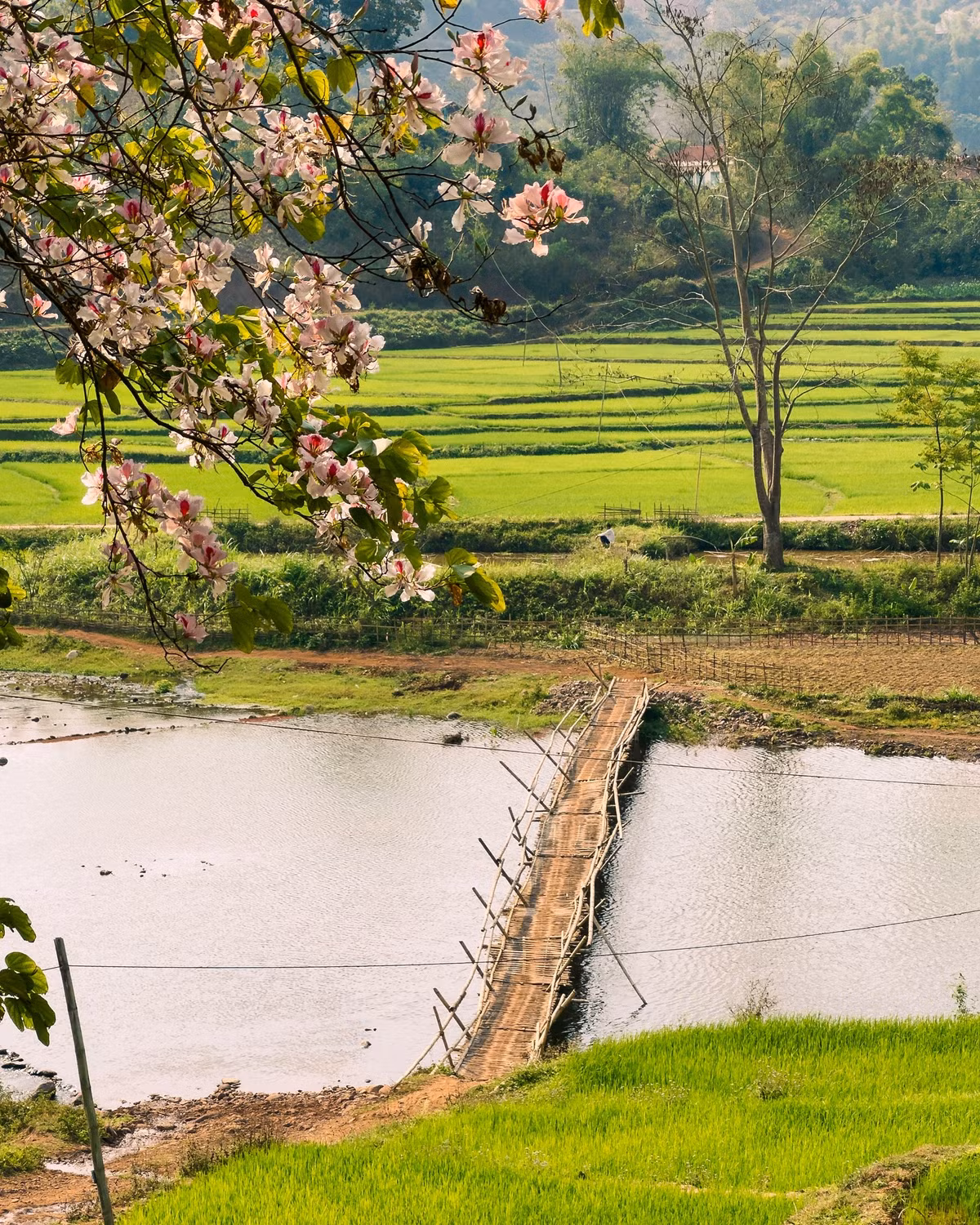 Hoa ban trắng muốt, có khi pha chút hồng tím nhẹ nhàng, tạo nên khung cảnh nên thơ và yên bình. Ảnh Internet