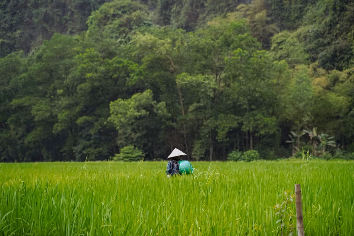 Màu xanh của lúa, sắc trắng của mây trời, gam xám của núi đá và làn nước trong xanh tạo nên một bức tranh sơn thủy hữu tình sống động, như chốn bồng lai giữa hạ giới. Thỉnh thoảng, trên những thửa ruộng, người nông dân cần mẫn làm việc, tô điểm thêm cho bức tranh ấy nét chân thực, mộc mạc. Ảnh Chuyến đi của Tali