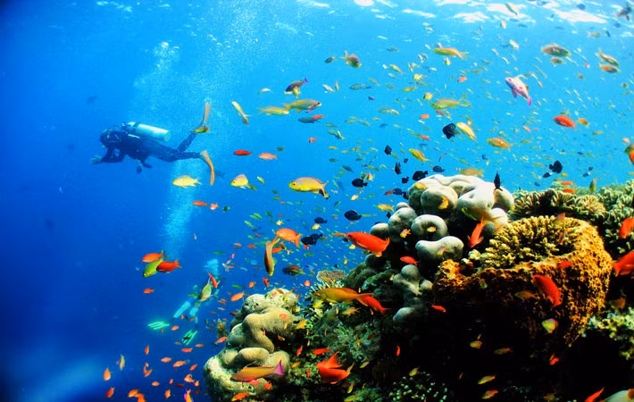 Trong số các điểm đến lặn biển tại Việt Nam, Phú Quốc nổi bật như một "thủ đô lặn biển".