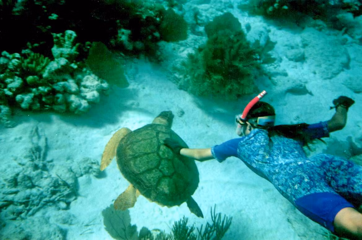 Việt Nam nổi bật với hơn 3.000 km bờ biển, hàng nghìn đảo và hệ sinh thái biển phong phú. Ảnh Internet