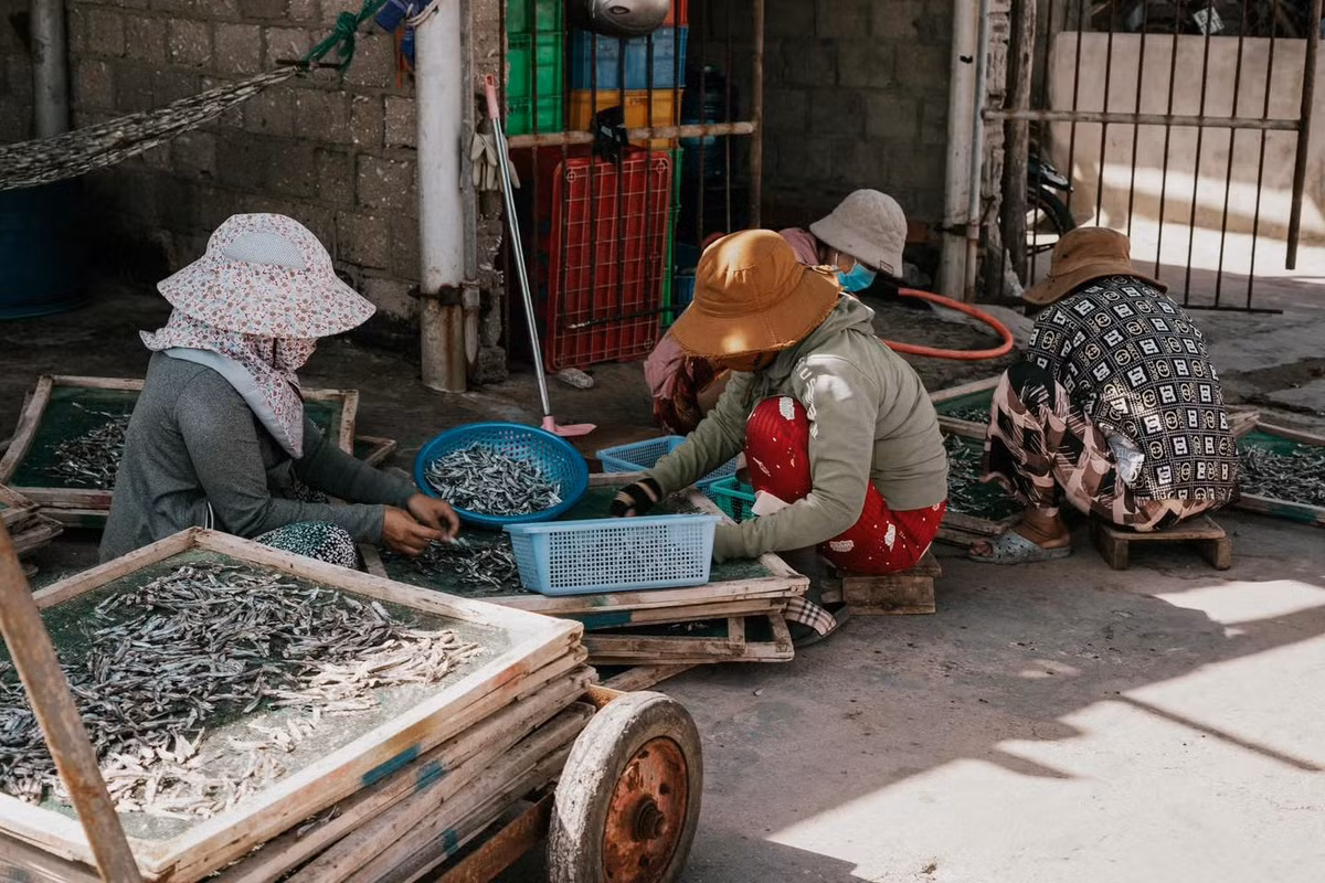 Du khách có thể thức dậy sớm, hòa mình cùng những ngư dân khi họ đưa thuyền ra khơi, hay theo chân họ kéo lưới, gỡ cá trong không khí yên bình và trong lành của buổi sáng sớm. Ảnh Lương Phong