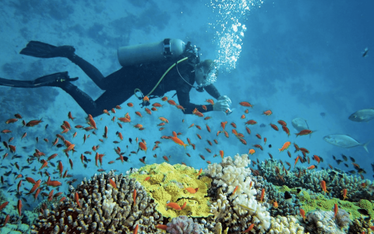 Lặn biển ngắm san hô ở Nha Trang: Theo tạp chí Wanderlust, Việt Nam có nhiều điểm lặn hấp dẫn như Cù Lao Chàm, Côn Đảo, nhưng Nha Trang nổi bật nhờ hạ tầng du lịch phát triển và hệ thống trung tâm lặn chuyên nghiệp. Một số địa điểm được ưa chuộng gồm Hòn Mun, đảo Khỉ... Ảnh Internet