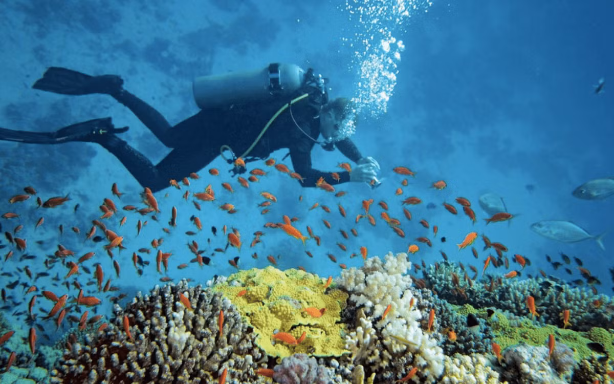 Lặn biển ngắm san hô ở Nha Trang: Theo tạp chí Wanderlust, Việt Nam có nhiều điểm lặn hấp dẫn như Cù Lao Chàm, Côn Đảo, nhưng Nha Trang nổi bật nhờ hạ tầng du lịch phát triển và hệ thống trung tâm lặn chuyên nghiệp. Một số địa điểm được ưa chuộng gồm Hòn Mun, đảo Khỉ... Ảnh Internet