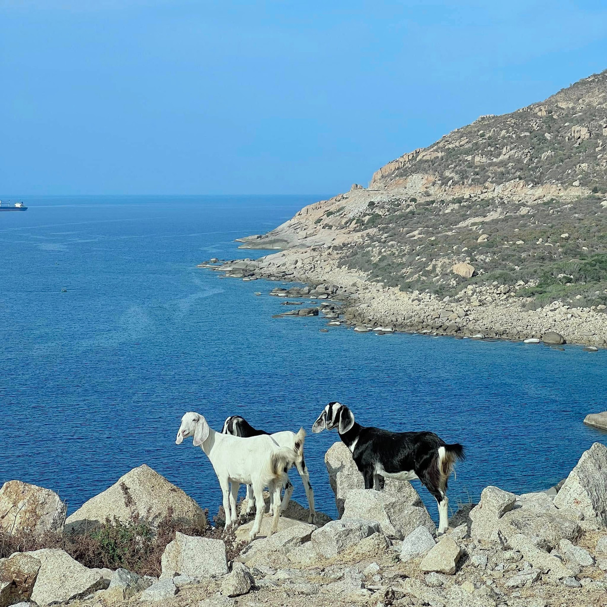 Vị trí của Mũi Dinh đẹp một cách kỳ lạ, khi được bao bọc bởi biển xanh, cát trắng và những đồi núi hoang sơ. Đây là một vùng đất vẫn giữ được vẻ đẹp nguyên sơ, chưa bị tác động nhiều bởi con người và sự phát triển du lịch.