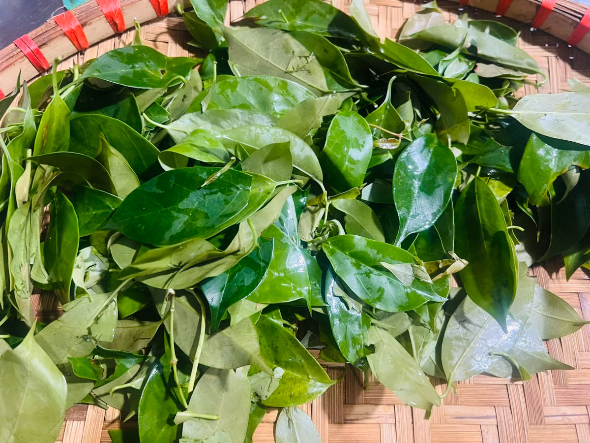 Lá lồm là “linh hồn” của món ăn. Không chua gắt như me hay chanh, lá lồm mang đến vị chua dịu, thanh mát, giúp làm mềm thịt, khử mùi và tạo ra một lớp nước sánh nhẹ đầy hấp dẫn.