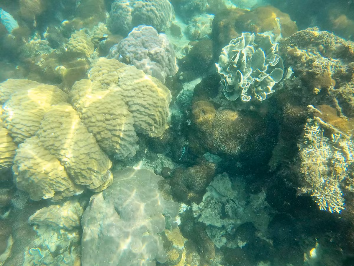 Ngoài tắm biển và chụp ảnh sống ảo, du khách còn có thể thử các hoạt động thú vị như lặn ngắm san hô, câu cá, bắt nhum hay thưởng thức hải sản tươi ngon do ngư dân vừa đánh bắt. Người dân nơi đây hiền hòa, thân thiện cũng góp phần tạo nên sức hút rất riêng cho Nam Du. Ảnh Internet