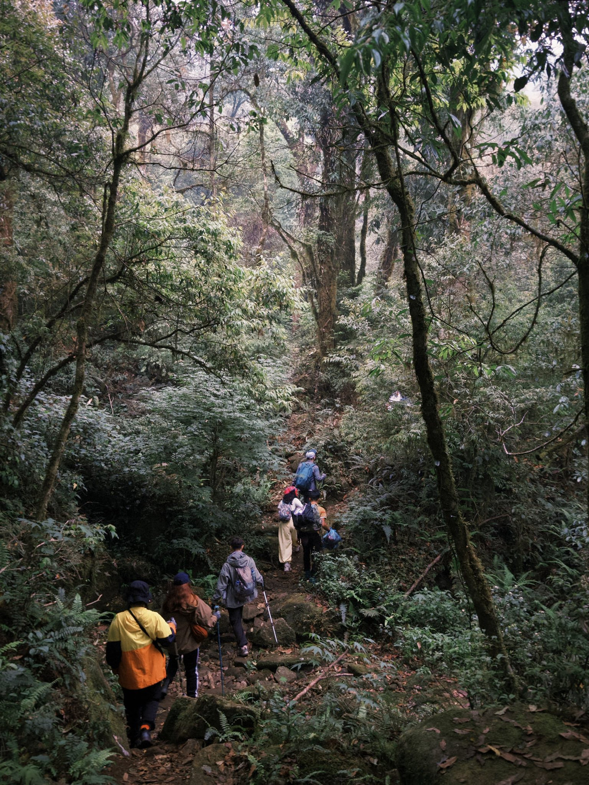 Ngay từ khi đặt chân vào rừng, du khách sẽ có cảm giác như vừa mở cánh cửa bước vào một thế giới khác. Không gian nơi đây tĩnh lặng, ẩm mát, mờ ảo với tầng tầng lớp lớp rêu bao phủ gốc cây, phiến đá.