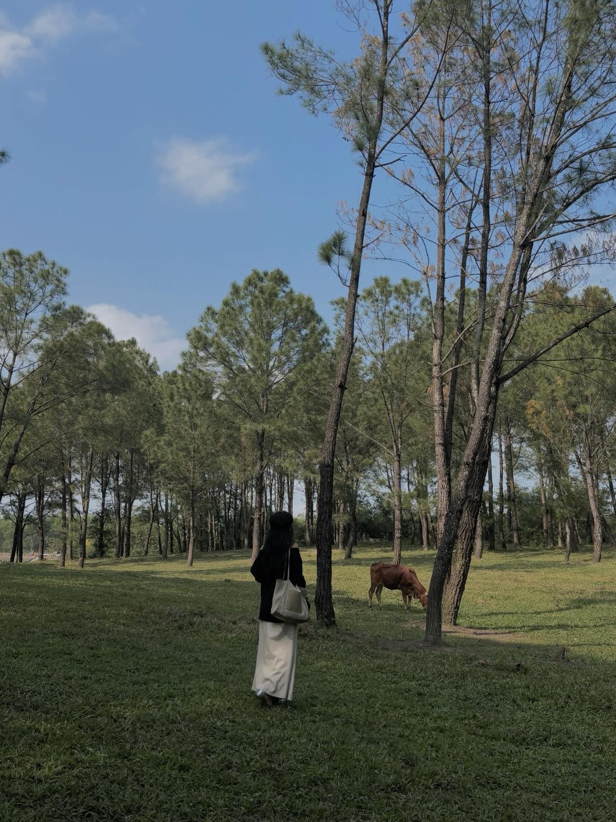 Dưới tán thông rì rào của lăng Gia Long, con người ta bỗng thấy lòng mình dịu lại. Không cần đi đâu xa, chỉ một lần đến với nơi này, du khách sẽ hiểu rằng Huế không chỉ có sông Hương, cầu Trường Tiền hay Đại Nội. Huế còn có cả một cánh rừng xanh mướt, yên bình và thơ mộng, nơi thời gian như ngừng trôi, và mọi thứ trở nên trong trẻo đến lạ. Ảnh babibooo_115