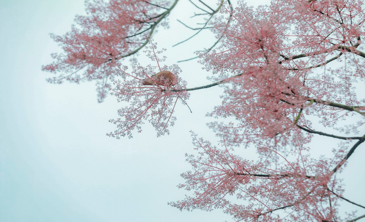 Theo nhiều tài liệu ghi chép, nguồn gốc của những cây ngô đồng tại Huế có liên quan đến Quảng Đông (Trung Quốc). Trong quá khứ, nhờ sự yêu thích của nhà vua Minh Mạng, chúng đã được mang về và trồng tại điện Cần Chánh. Đến ngày nay, những cây ngô đồng này vẫn được bảo tồn, nghiên cứu để phát triển.