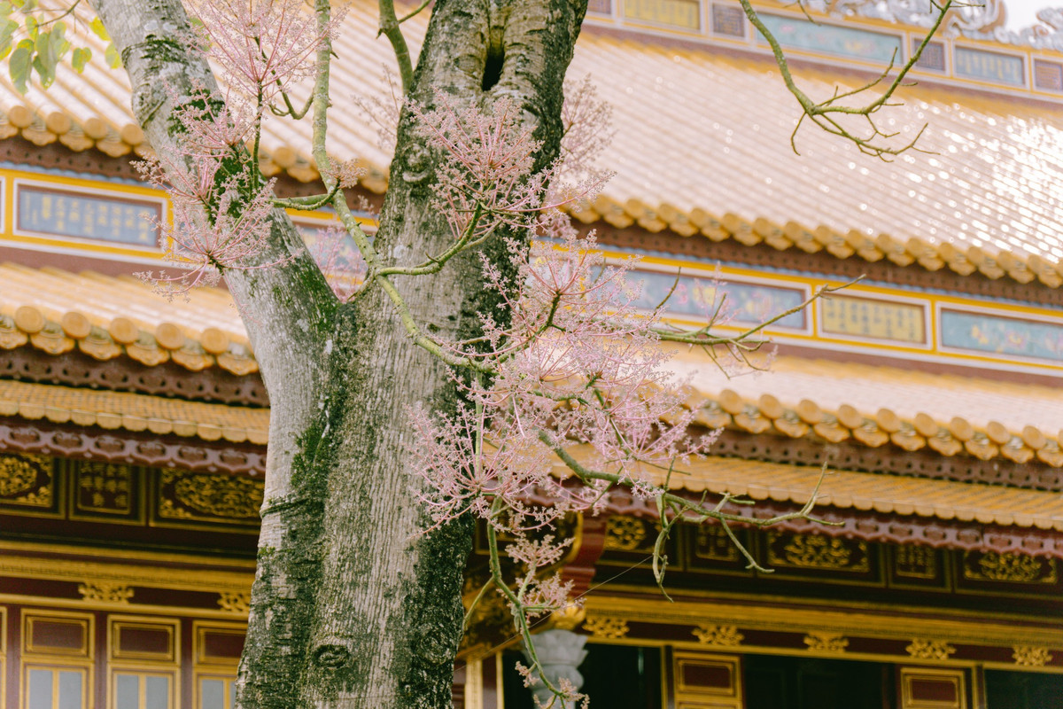 Nếu bạn đang tìm một lý do để trở lại Huế, thì mùa hoa Ngô Đồng chính là lời mời dịu dàng nhưng đầy quyến rũ. Hãy ghé thăm cố đô trong tháng 4 để cảm nhận vẻ đẹp giao hòa giữa quá khứ và hiện tại, giữa thiên nhiên và kiến trúc, giữa con người và hoài niệm.