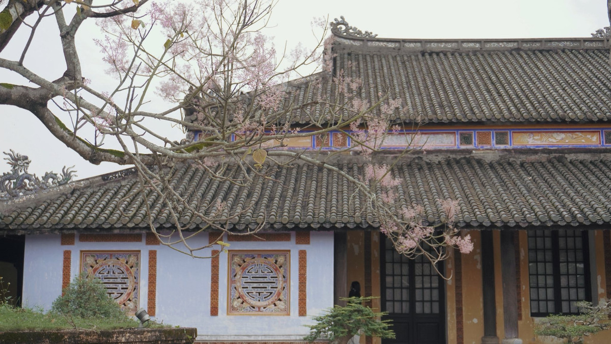 Tại khu vực Điện Thái Hòa, Tử Cấm Thành hay ven lối đi trong Đại Nội, từng chùm hoa ngô đồng nở rộ nổi bật giữa nền tường vàng, ngói cổ, khiến khung cảnh Hoàng thành thêm phần nên thơ và trang trọng. Ảnh Lương Phương Trần