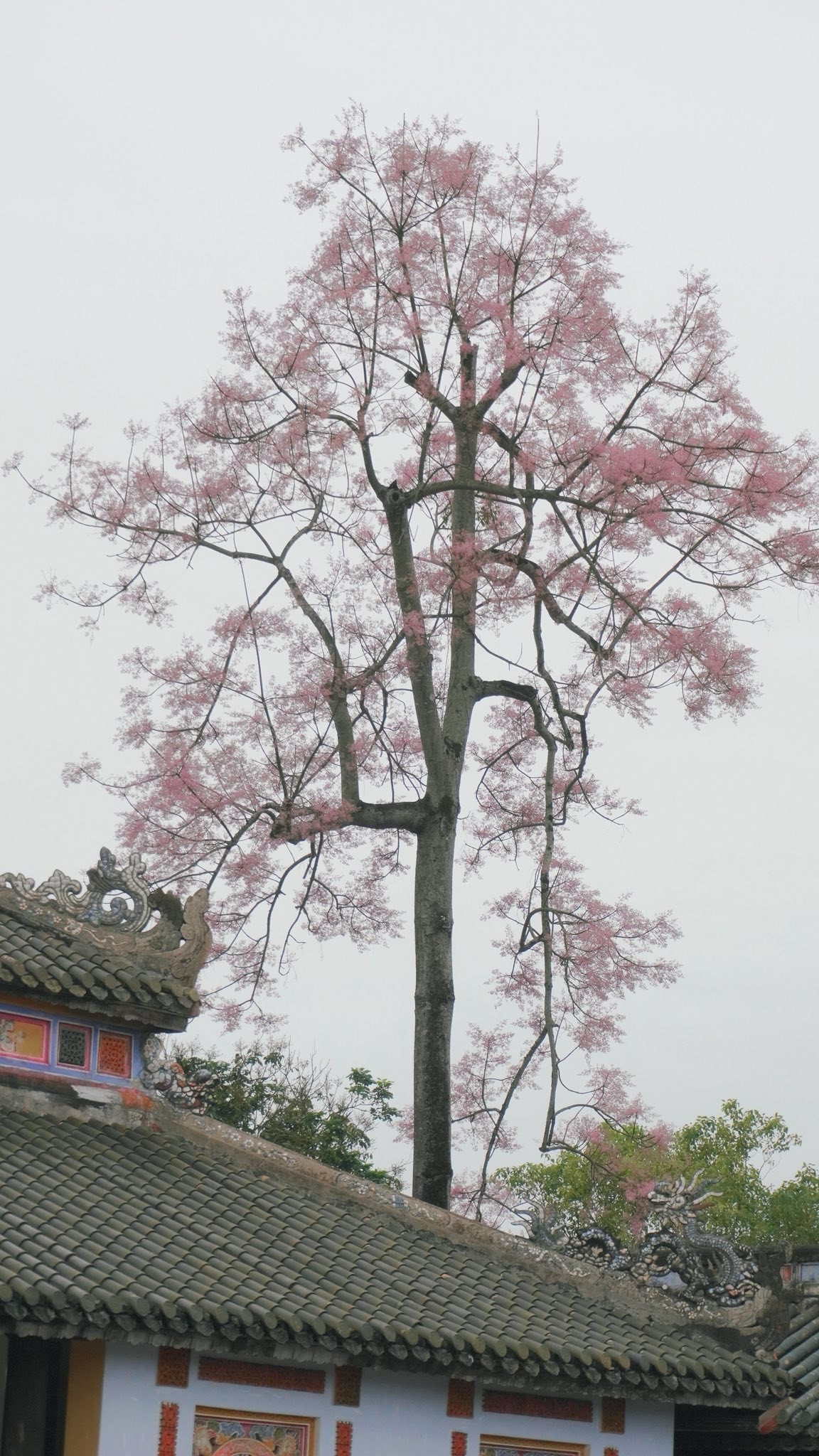Theo quan niệm phương Đông, cây ngô đồng là loài thực vật linh thiêng – nơi phượng hoàng chọn đậu, tượng trưng cho sự cao sang, trí tuệ và thịnh vượng. Ảnh Lương Phương Trần
