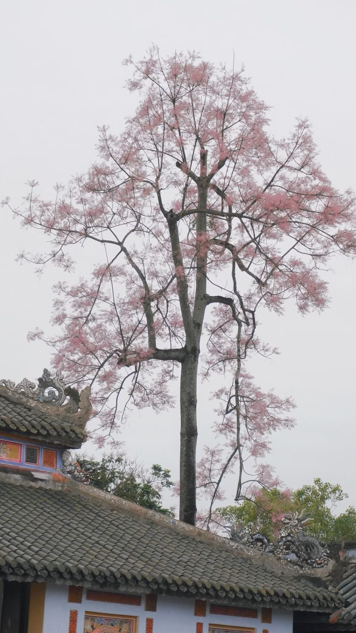 Theo quan niệm phương Đông, cây ngô đồng là loài thực vật linh thiêng – nơi phượng hoàng chọn đậu, tượng trưng cho sự cao sang, trí tuệ và thịnh vượng. Ảnh Lương Phương Trần