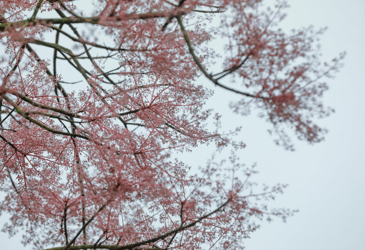 Người Huế gọi đây là “vương giả chi hoa”, không chỉ vì dáng vẻ mà còn bởi xuất xứ và ý nghĩa của nó. Ảnh Lương Phương Trần