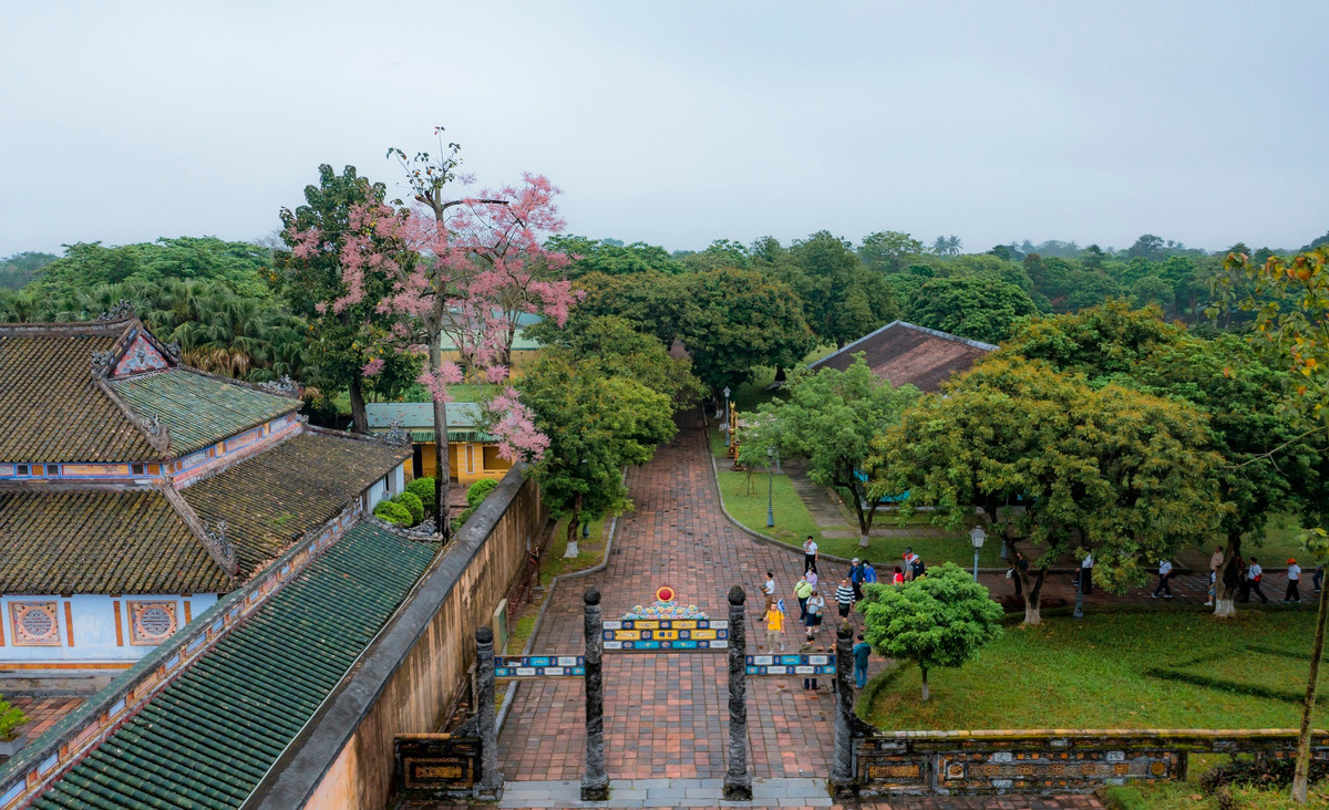 Không ồn ào như phượng, không dịu dàng như bằng lăng, hoa ngô đồng mang vẻ đẹp lặng lẽ mà quý phái. Ảnh Lê Đình Hoàng